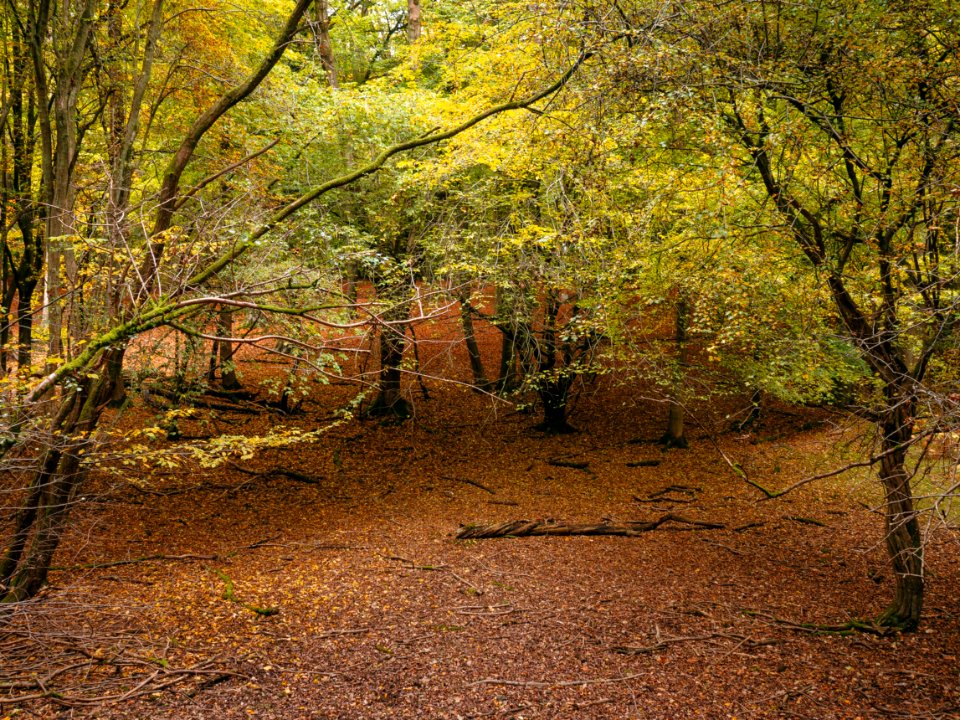 Berkhamsted, United kingdom, Ashridge estate