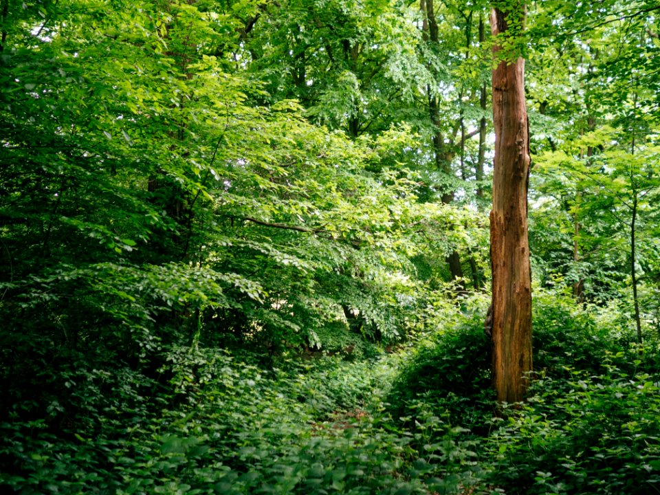 Highgate wood, London, United kingdom photo