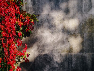 red petaled flowers near gray concrete wall photo