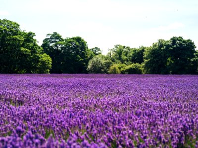 lavender flower field near green trees photo