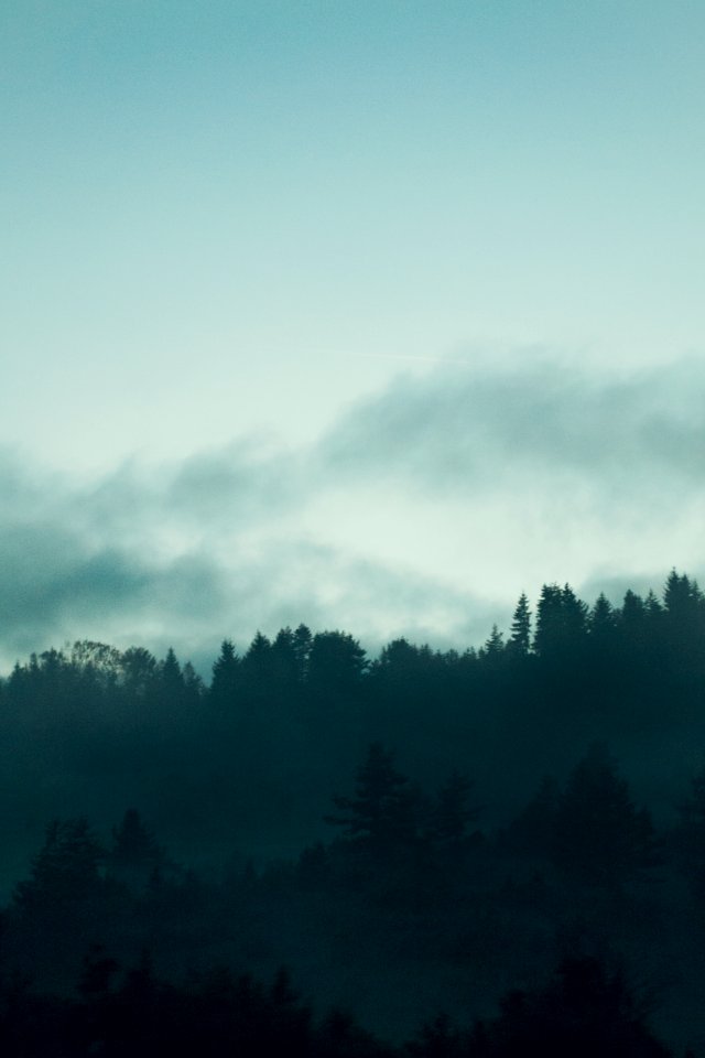 Foggy, Fog, Pine trees