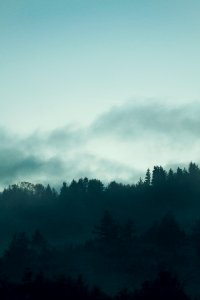 Foggy, Fog, Pine trees
