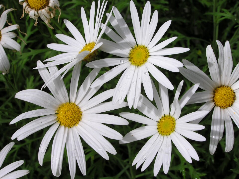 Flowers garden nature