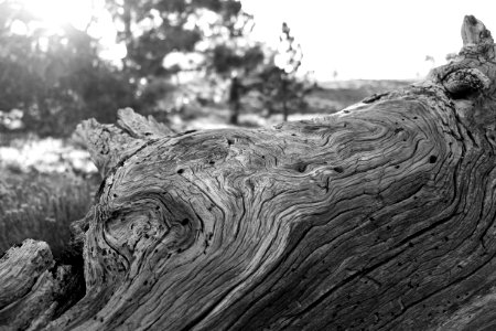 Mount pinos, United states, Bw wood tree age