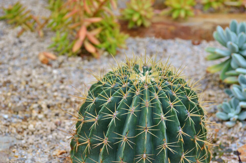 Prickly plant thorns