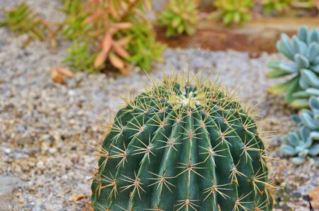 Prickly plant thorns photo