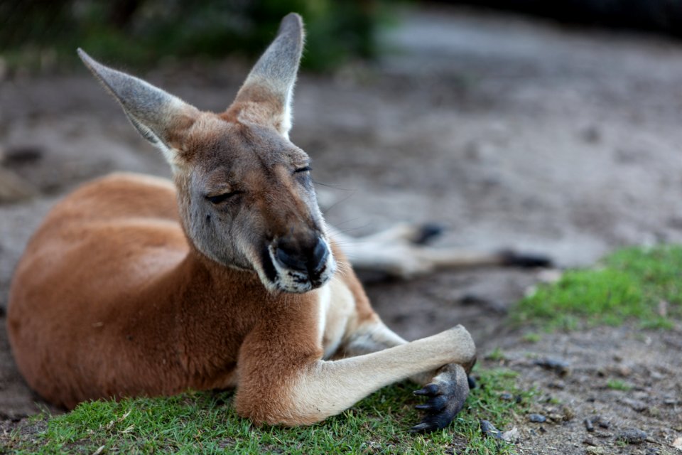 Australia, Caversham wildlife park, Whiteman