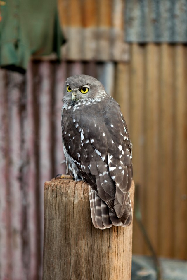 Caversham wildlife park, Whiteman, Australia