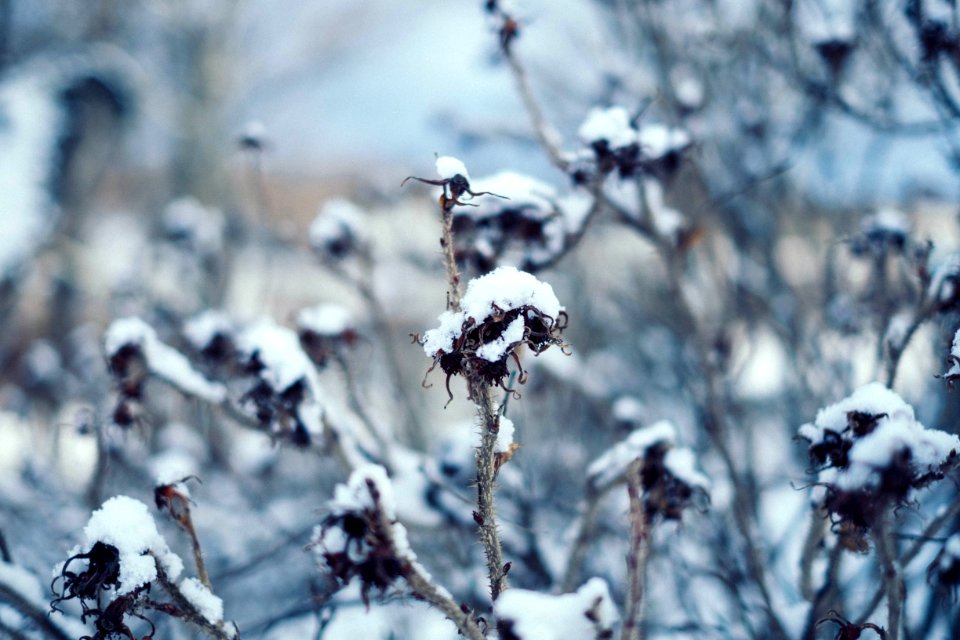 Countryside, Winter, Plant