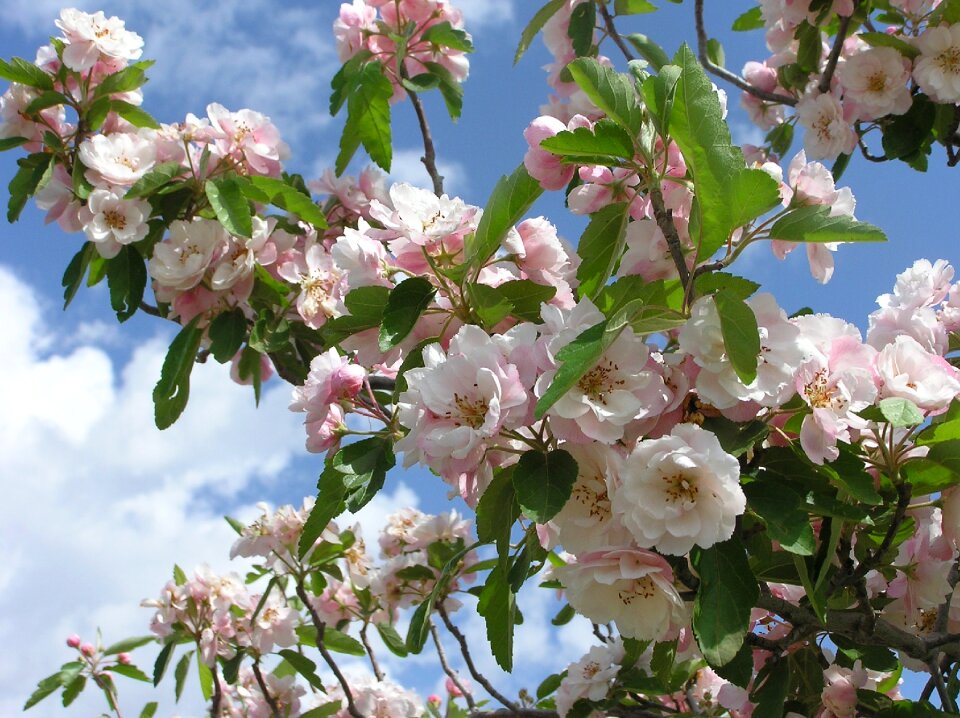 Flowers garden nature
