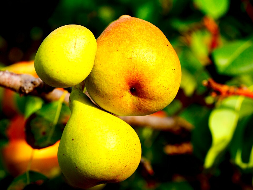 Food vitamins fruit