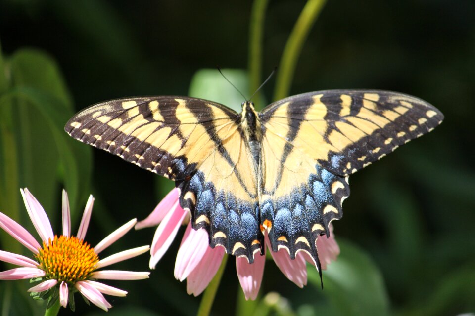 Garden flower wings