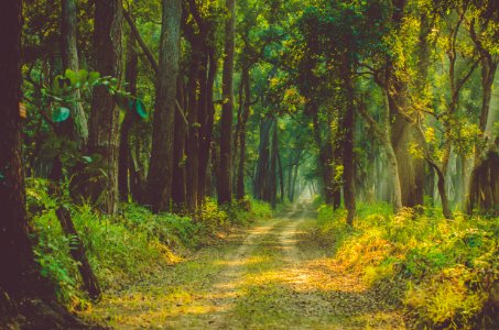 Dudhwa national park, Palia kalan, India