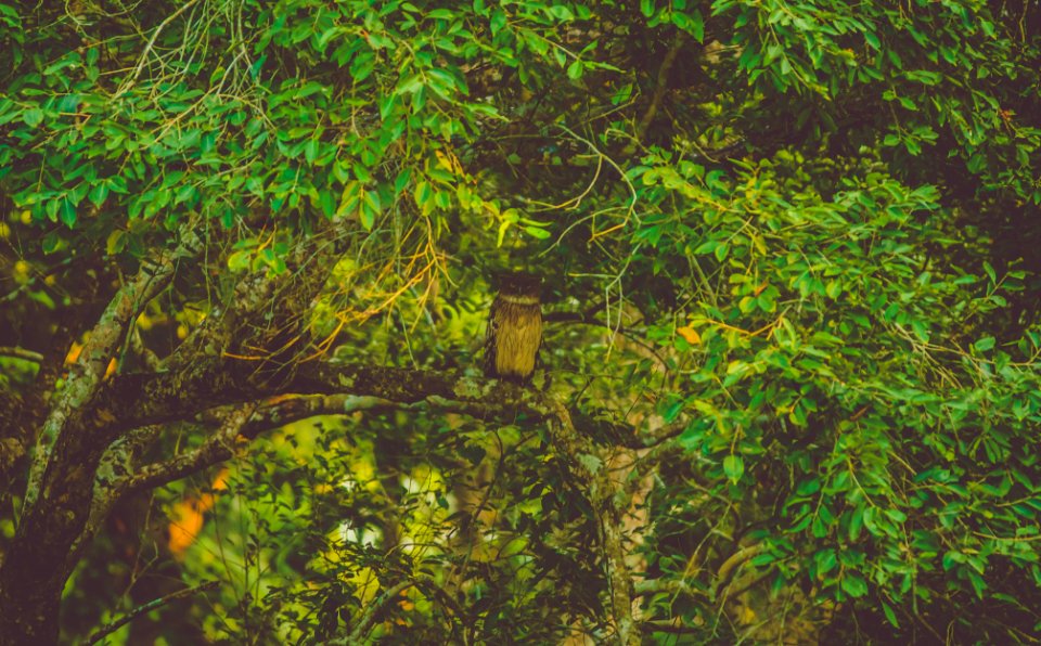 Dudhwa national park, Palia kalan, India