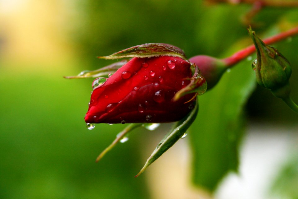 Peyruis, France, Macro