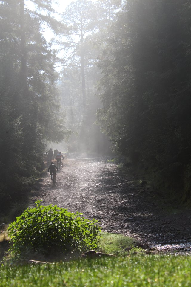 Mexico, River, Forest