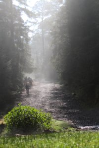 Mexico, River, Forest