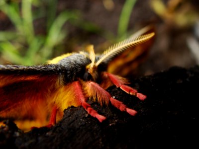 Butterfly, Orange, Macro photo