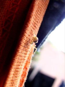 Macro, Arania, Spider