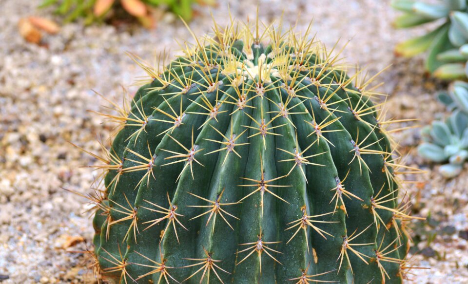 Prickly plant thorns