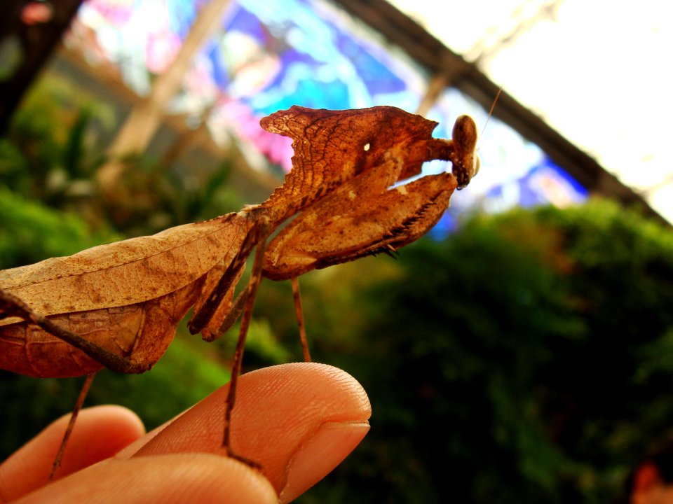 Mantis, Insect