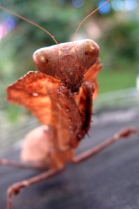 Mantis, Forest, Insect