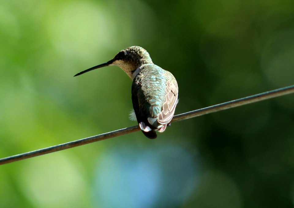 Bird, Nature, Hummingbird
