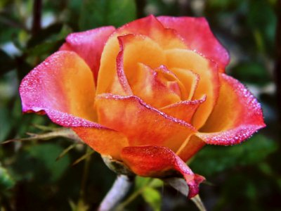Rose, Nature, Color