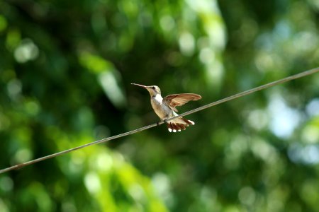 Bird, Hummingbird, Flight