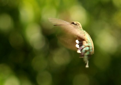 Motion, Fly, Nature