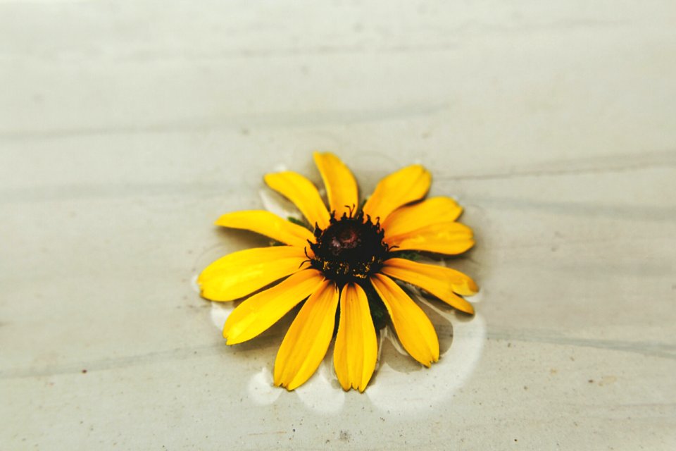 Water, Yellow, Flower