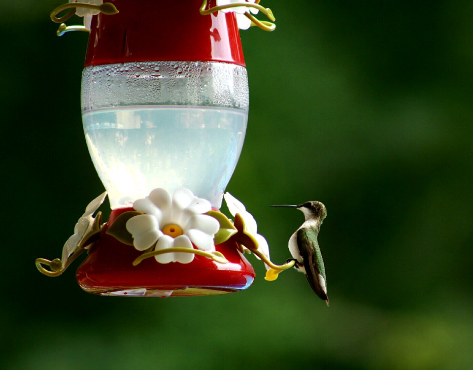 Bird, Hummingbird, Nature