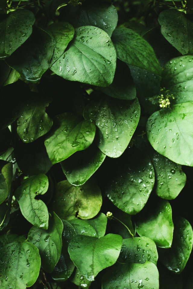Drops, Rain, Water