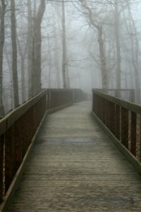 Trees, Walkway, Wood