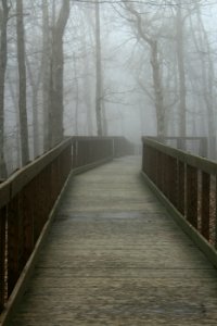 Trees, Walkway, Wood photo