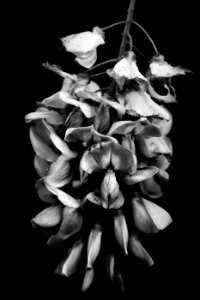 Flower, Black, White
