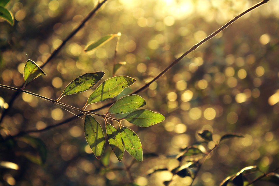 Trees, Leaves, Bright