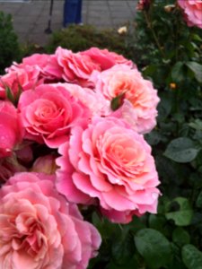 Flowers, Flower, Background
