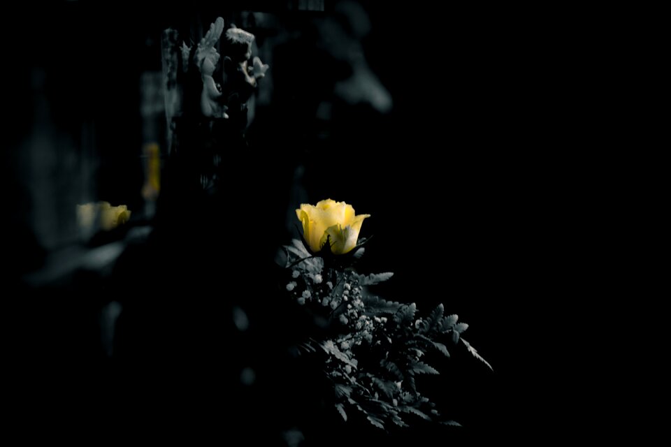 Mourning rose flower