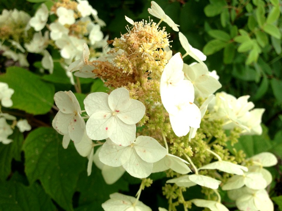 Backgroud, Nature, White flowers