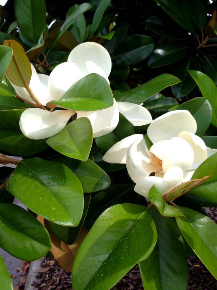 Tree, Nature, Flower