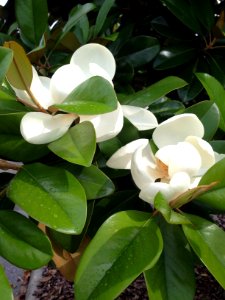 Tree, Nature, Flower