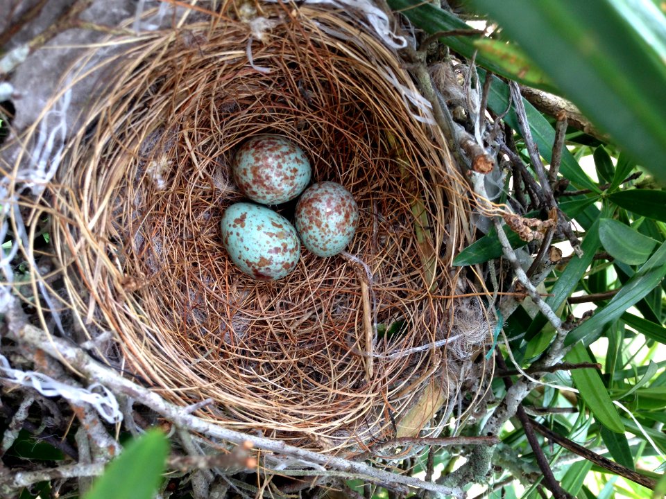 Background, Bird egg, Bird