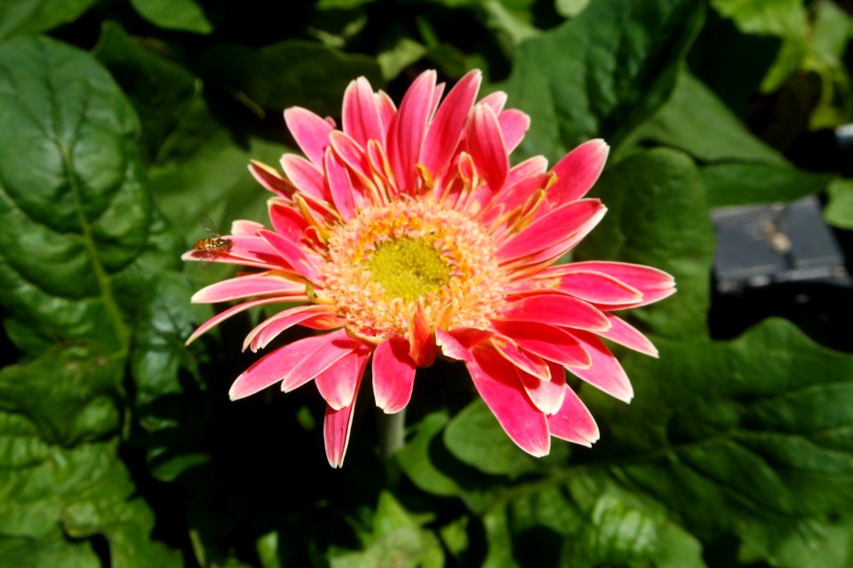 Background, Garden, Pink flower