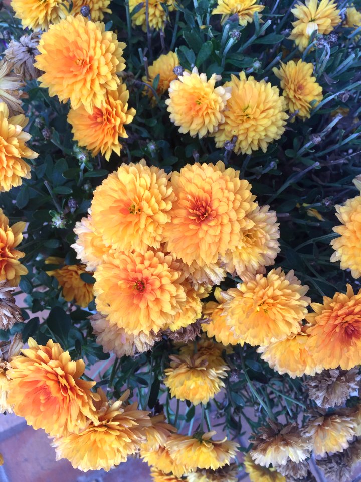 Petals, Orange, Floral