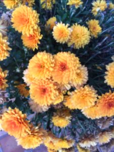 Petals, Orange, Floral