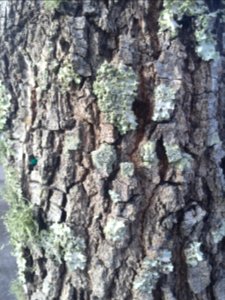 Upclose, Bark, Trees photo