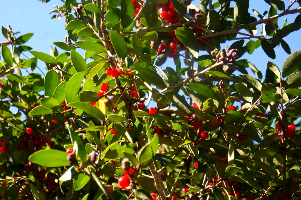Nature, Christmas, Berries
