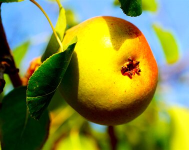 Fruit fruits healthy