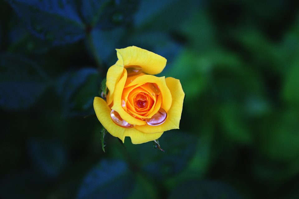 Clarity, Rose, Petals